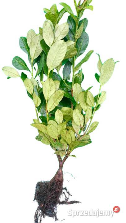 Laurowiśnia Novita Caucasica Elly Rotundifolia Liściaste Stromiec