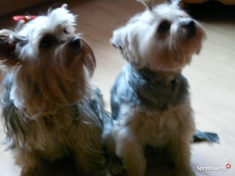 Ostatni szczeniak Yorkshire Terrier Jasło sprzedam