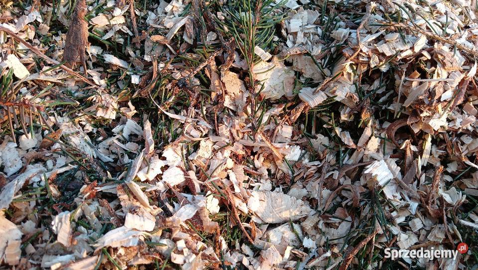 Zrębka z gałęzi drzew iglastych podsypka kompost małopolskie Niepołomice