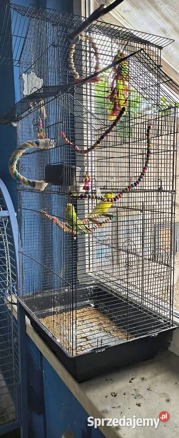 Sprzedam parkę papug falistych Włóki