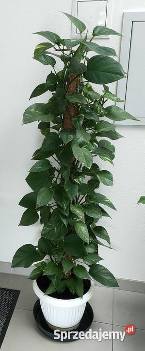 Piękna pnąca się roślina