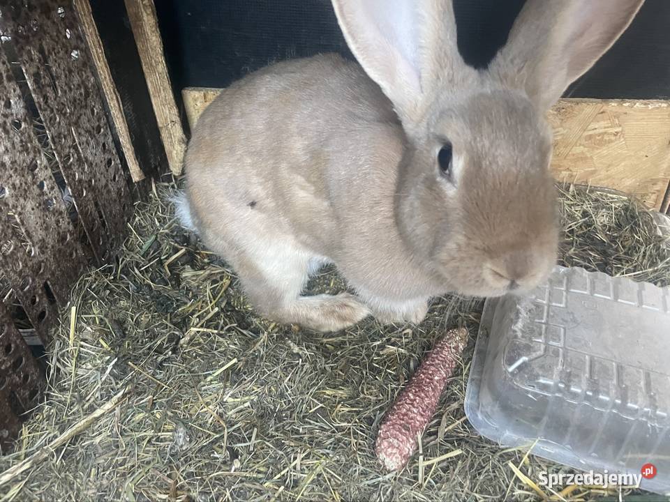 Króliki małe i duże