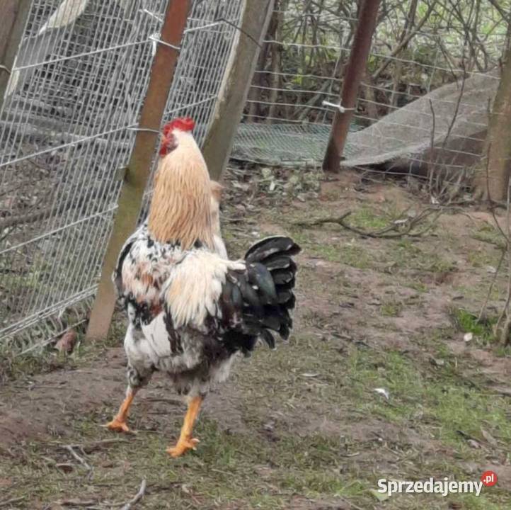 Koguty kaczki i kaczory Drób i ptactwo Łask
