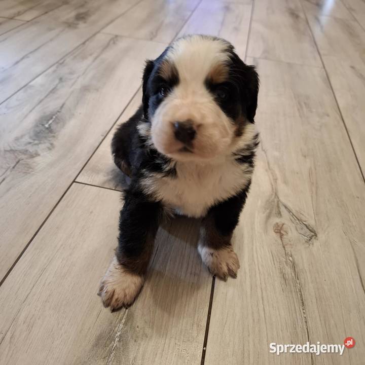 Szczeniaki berneński pies pasterski Ozorków sprzedam