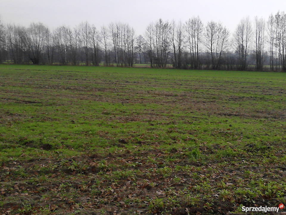 Ziemia rolna i las sosnowy 16 ha spokojna Runowo