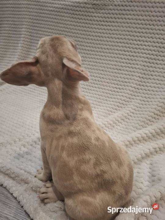 Buldog francuski wyjątkowy kolor Wronki