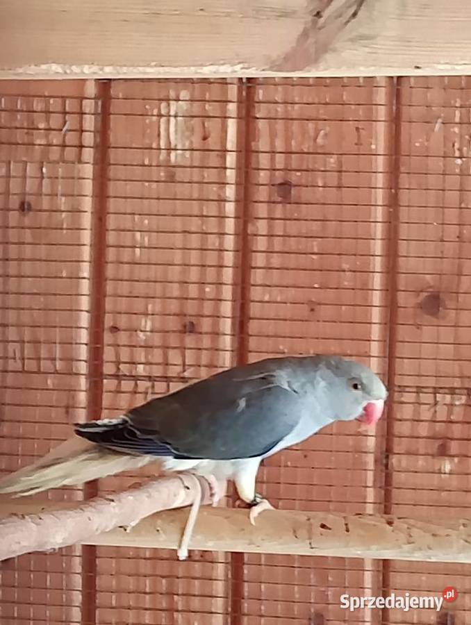 Aleksandretta GO 25r Kamień Górowski