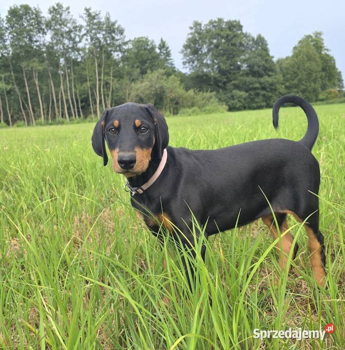 Doberman Typ Amerykański lekki Wyjątkowy samiec wielkopolskie Konin