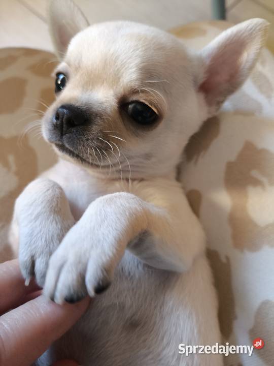 Chihuahua piesek Championach FCI Wwy Duży Dół