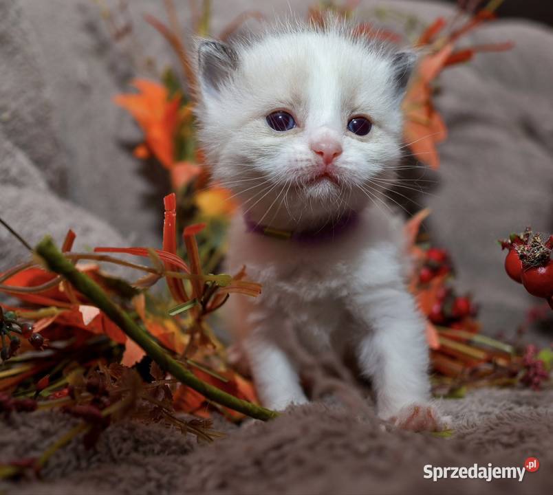Ragdoll dwa kocurki bicolor Ragdoll łódzkie Piorunówek
