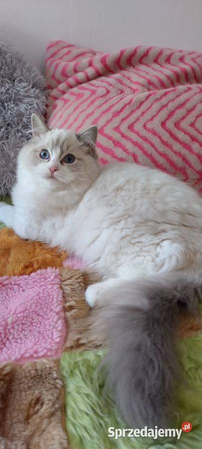 Kotka ragdoll blue lynx bikolor Ragdoll