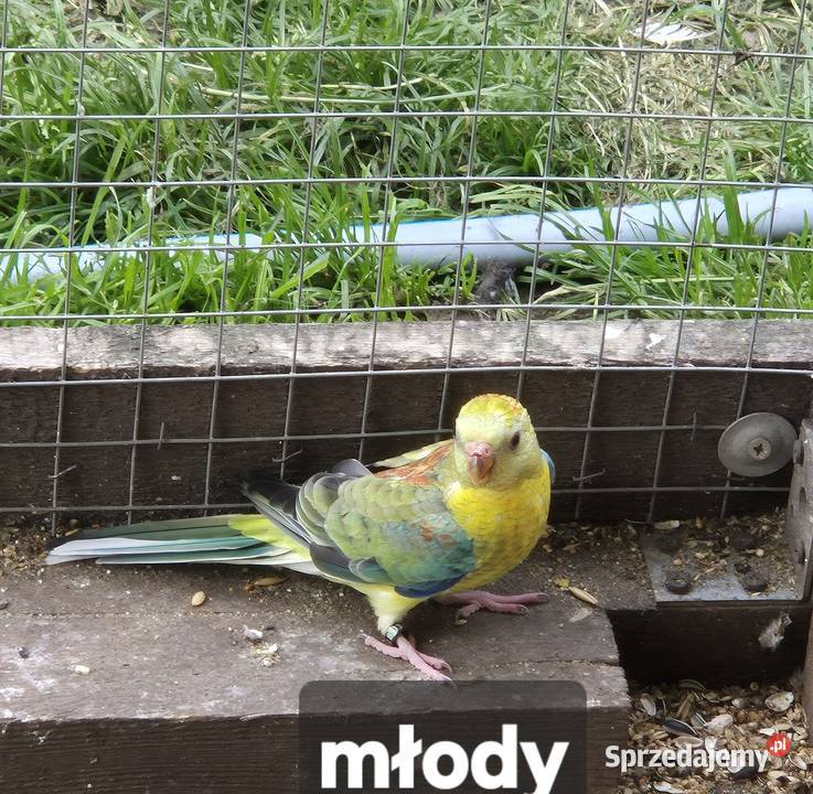 Świergotki dwie pary lęgowe i dwa młode Sulejów sprzedam