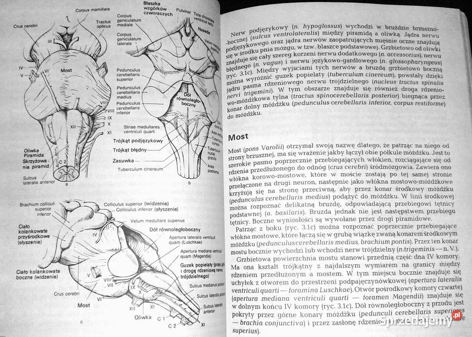 Diagnostyka topograficzna w neurologii Peter Pozostałe Chełm sprzedam