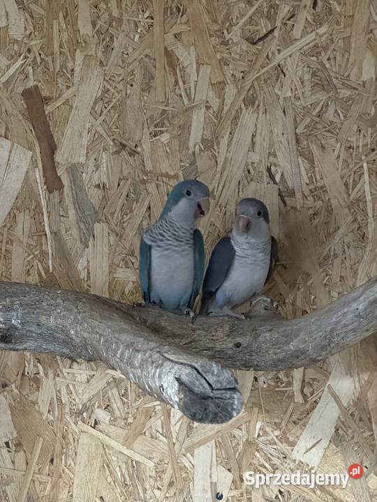 Papugi Mnichy Busko-Zdrój