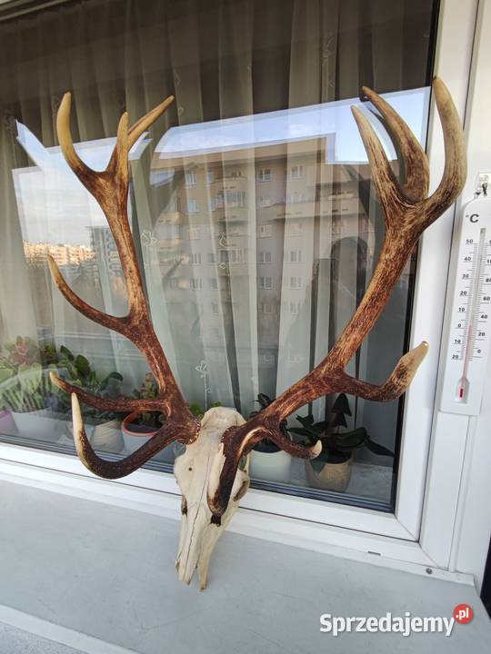 Duże poroże jelenia z czaszka do powieszenia Pozostałe sprzedam