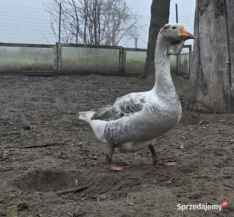 Gęsi chołmogory 2025 Ptaki Ptaki Radomsko