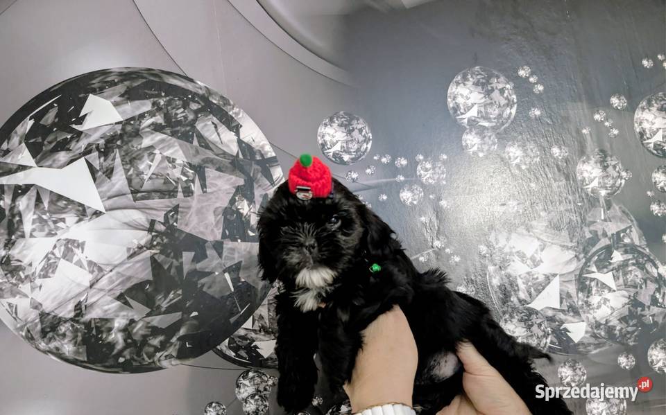 Szczenięta shih tzu z genem blue Zawiercie
