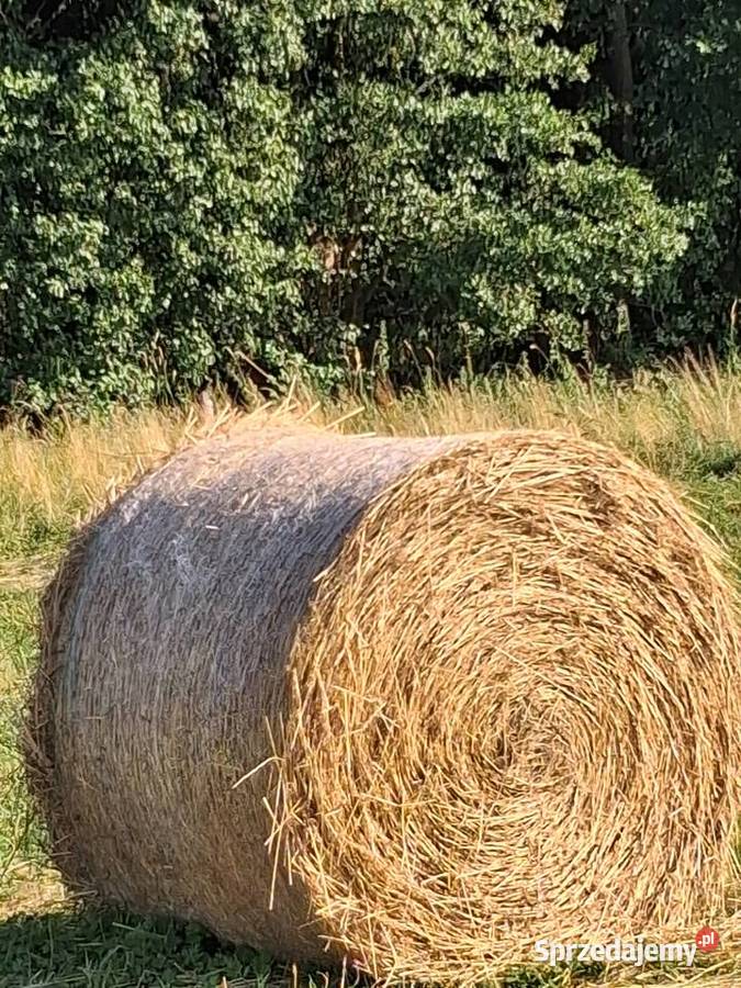 Siano ekologiczne z certyfikatem z sezonu 2026 Wolin sprzedam