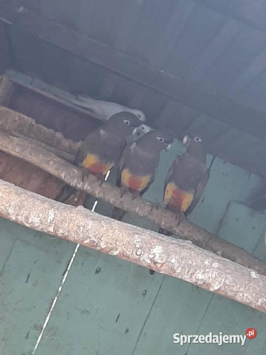 Konury patagońskie patagonki Skała