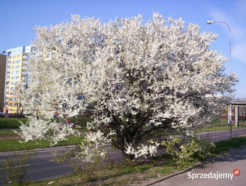 ŚLIWA MIRABELKA Prunus domestica subspsyriaca Nasiona kujawsko-pomorskie Lubanie