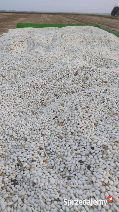 Kombajn Claas europa do fasoli do zboża z Rzeplin-Osada