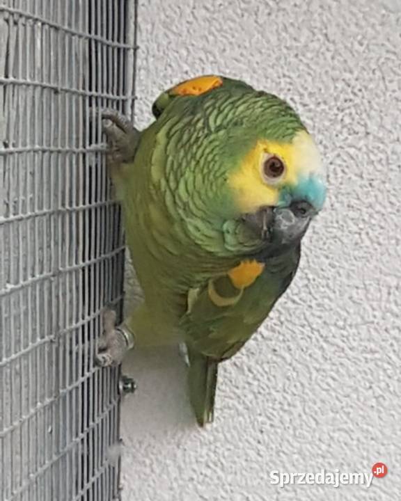 Amazonka niebieskoczelna Bystra sprzedam