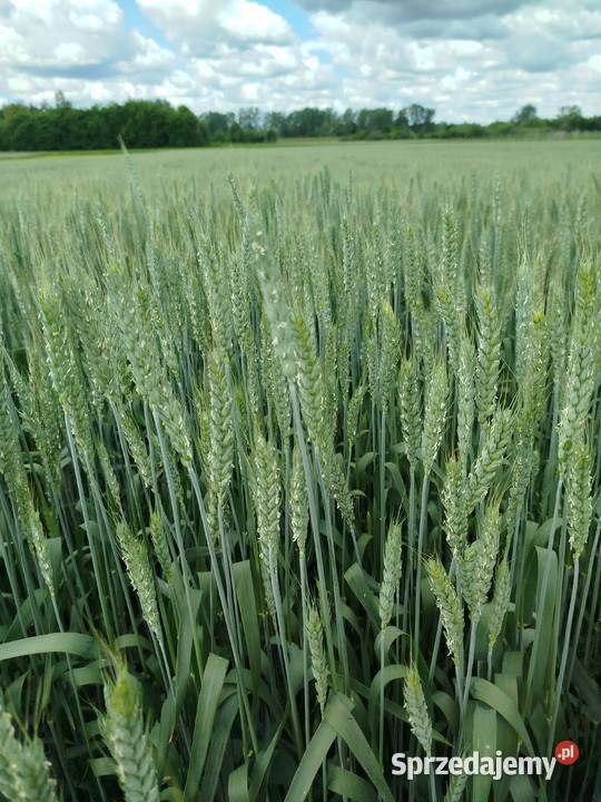 Pszenica jara przewódka czyszczona podkarpackie Wrzawy