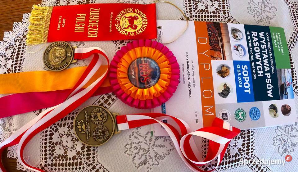 Pirenejski pies górskiowczarek podhalański Żukowo