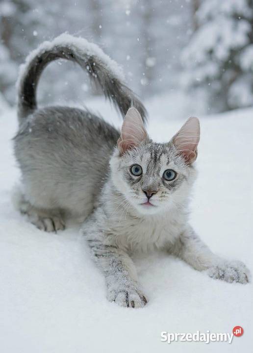 Słodki kocurek Maine Coon Wrocław
