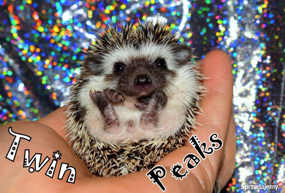 Jeż jeżyk jeże afrykańskie Jeż pigmejski z