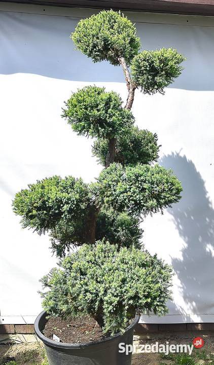 Bonsai Niwaki Jałowiec Holger