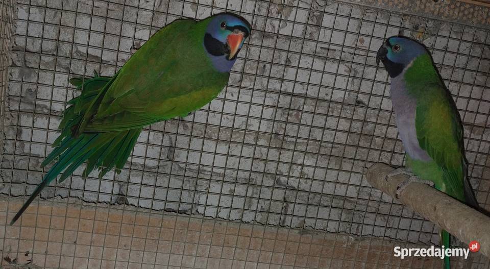 Papugi rozele królewskie alexandrety Wodzisław Śląski