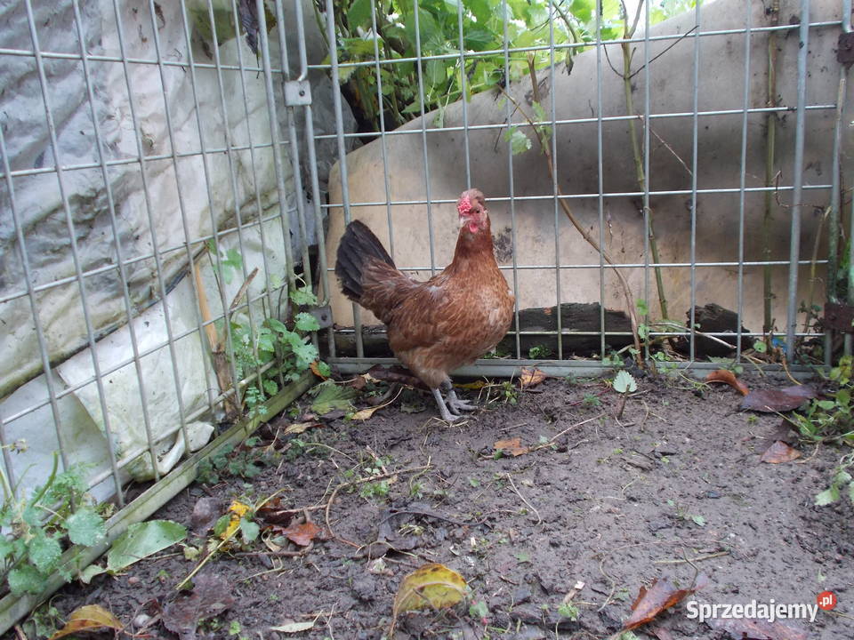 Kury miniaturki czerwone kogut kura Kutno