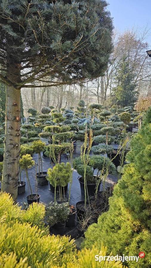 Bonsai rośliny formowane Wieliczka