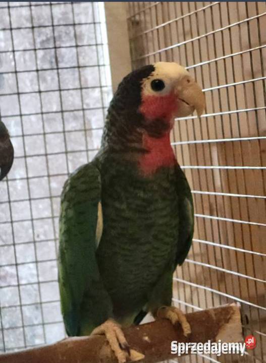 Papugi sprzedam Garwolin