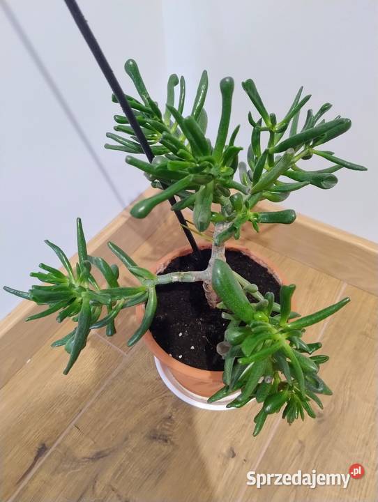 Grubosz Uszy Shreka Crassula ovata Hobbit gęsty wielkopolskie Poznań