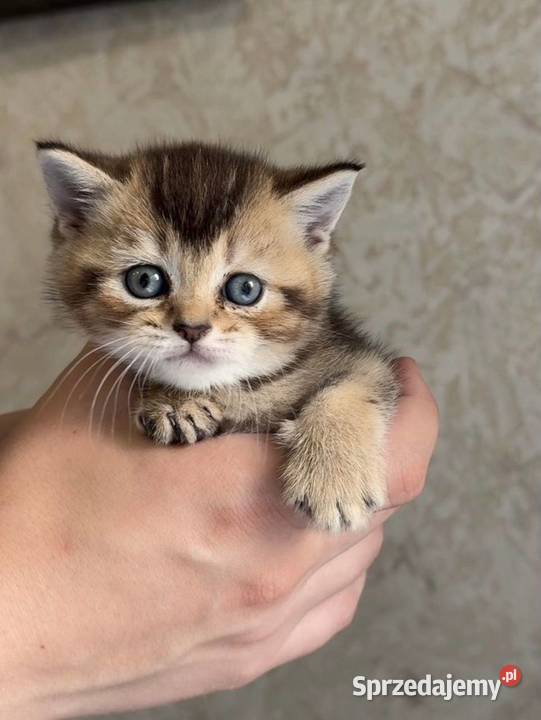 Kocurek rasy Scottish Fold krótkowłosy czeka Kraków sprzedam