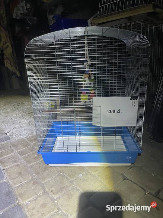 Papugi nimfy i faliste Grzybnica sprzedam