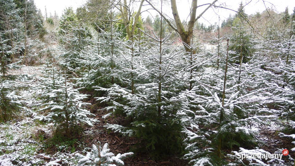 Choinki świerk jodłaGłębocko 20 gm Murowana wielkopolskie Głębocko