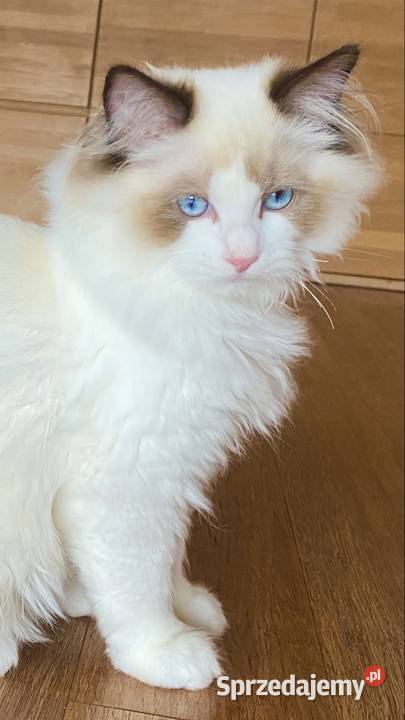 Kocurek Ragdoll FPL Białystok sprzedam