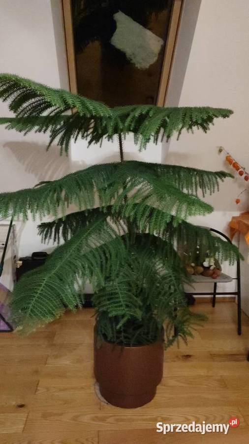 Araukaria pokojowa choinka Kościerzyna