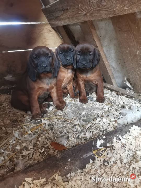 Posokowiec bawarski szczenięta podkarpackie Krosno