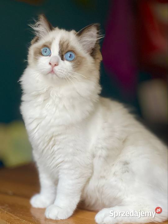 Młodziutka kotka do hodowli Częstochowa