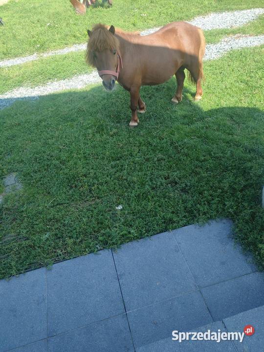 Sprzedam ogiera łódzkie Konopnica