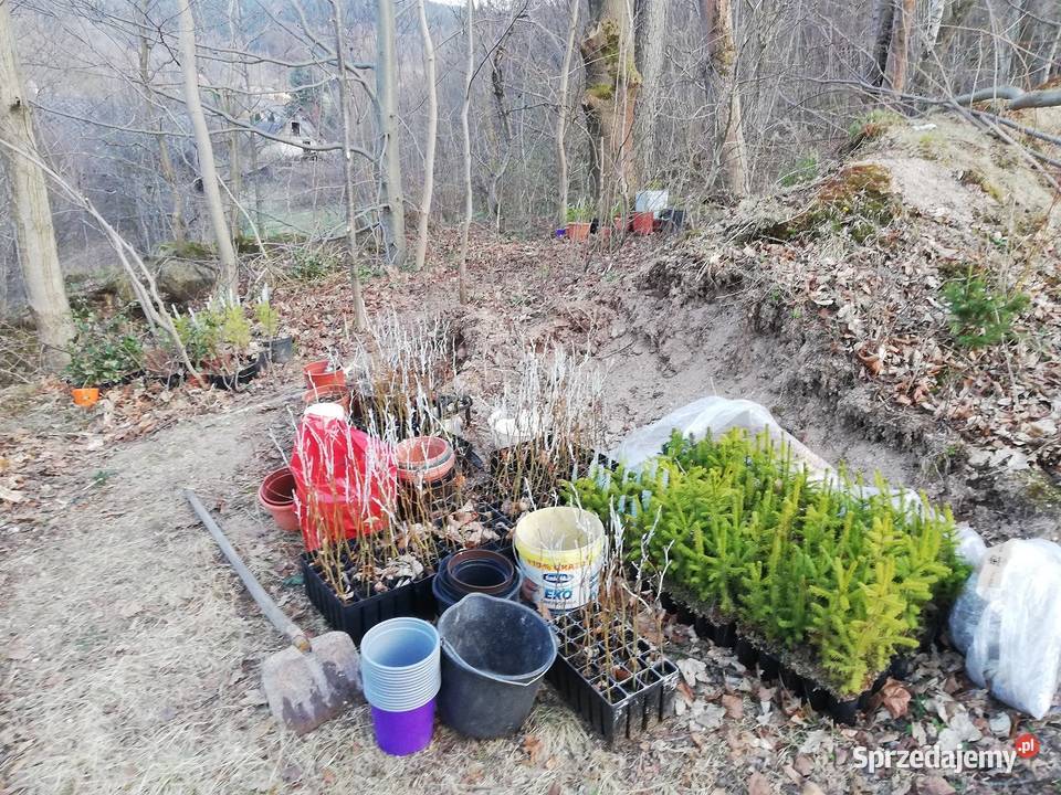 drzewka buki świerki klony kasztanowce Jelenia Góra sprzedam