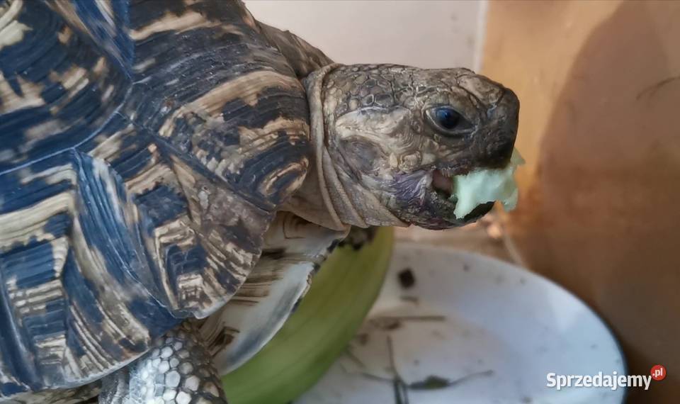 Żółw lamparci Wrocław sprzedam