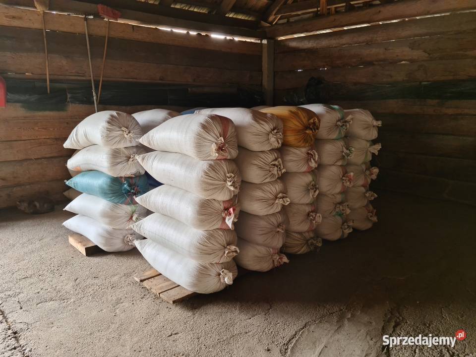 Owies jary Sokółka