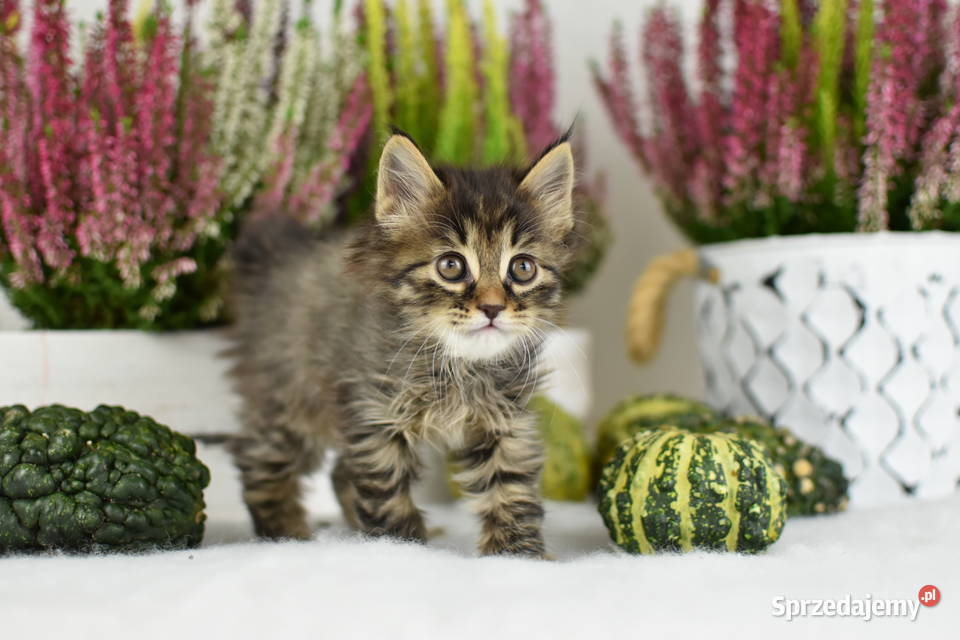 Kurylski Bobtail Kocięta Rodowód FPL Szamocin