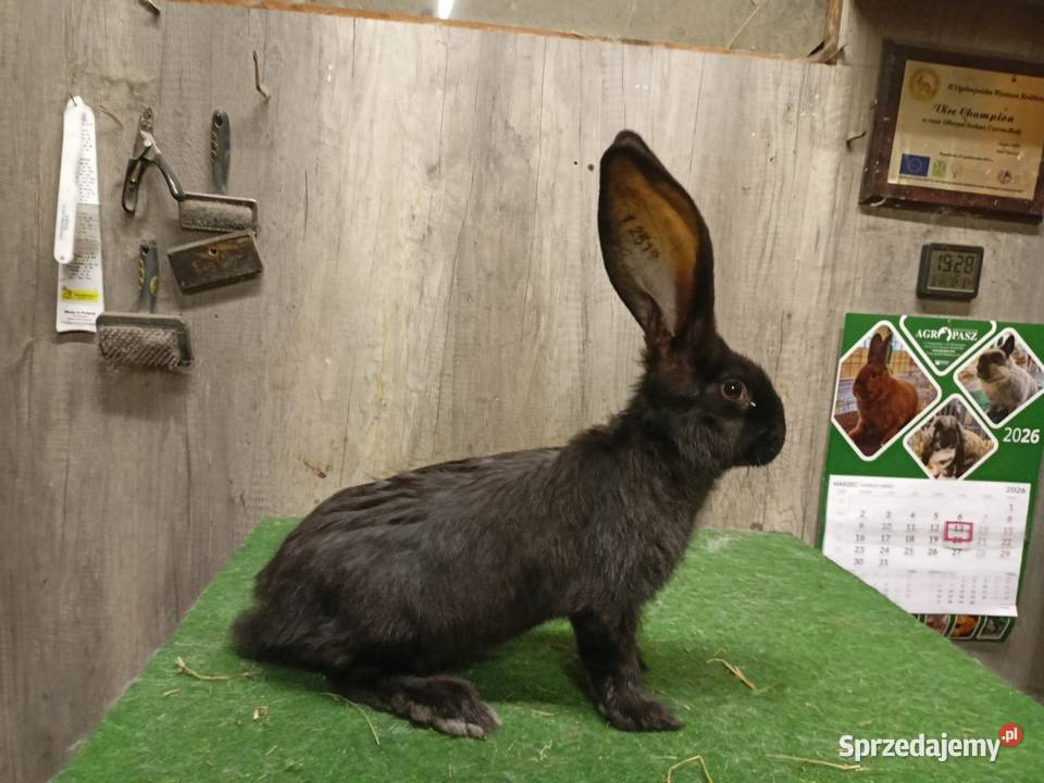 Belgijski olbrzym Leżajsk