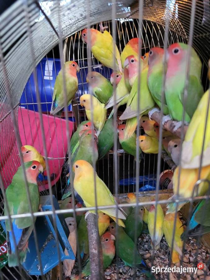 Papugi nierozłączki Wrocław